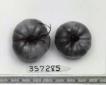 Click for 1 image(s) for this accession. FRUIT